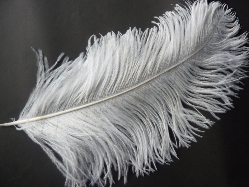 witte, lange struisvogel veer